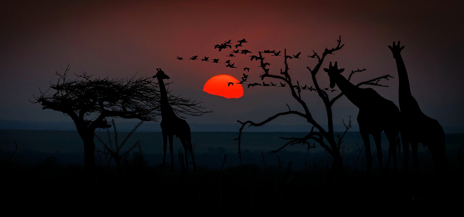 An African savannah, it is early dawn or late sunset and we can see silhouettes of the giraffes, flying birds and trees - as well as the red sun on the horizon
