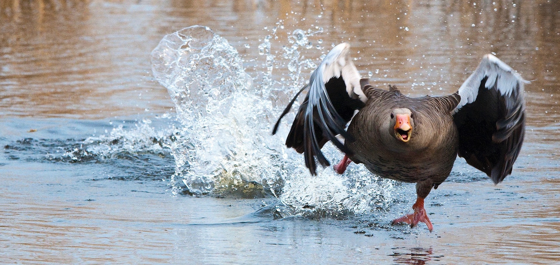 A photo of a greylag goose taking off from water. The goose appears to be coming straight towards the viewer. The photo is very dynamic.