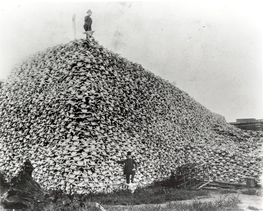 An old black-and-white photo of a huge pile of buffalo skulls, up to 10 metres (30 feet) high. One man stands atop it holding a skull. Another man is at its base, in a casual pose, one foot standing on a skull, with a cage nearby.