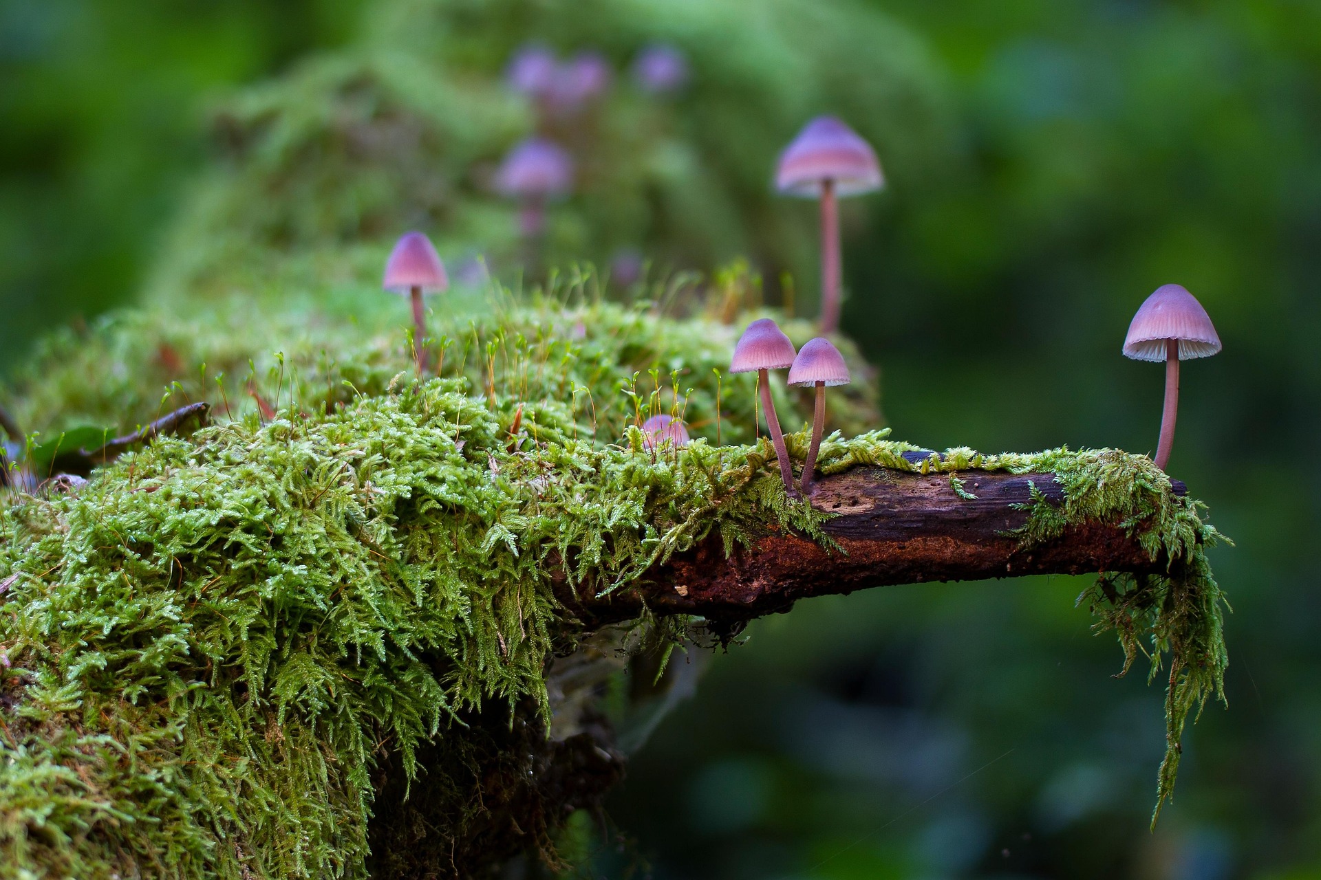 On some moss-covered tree grows some small purple fungi
