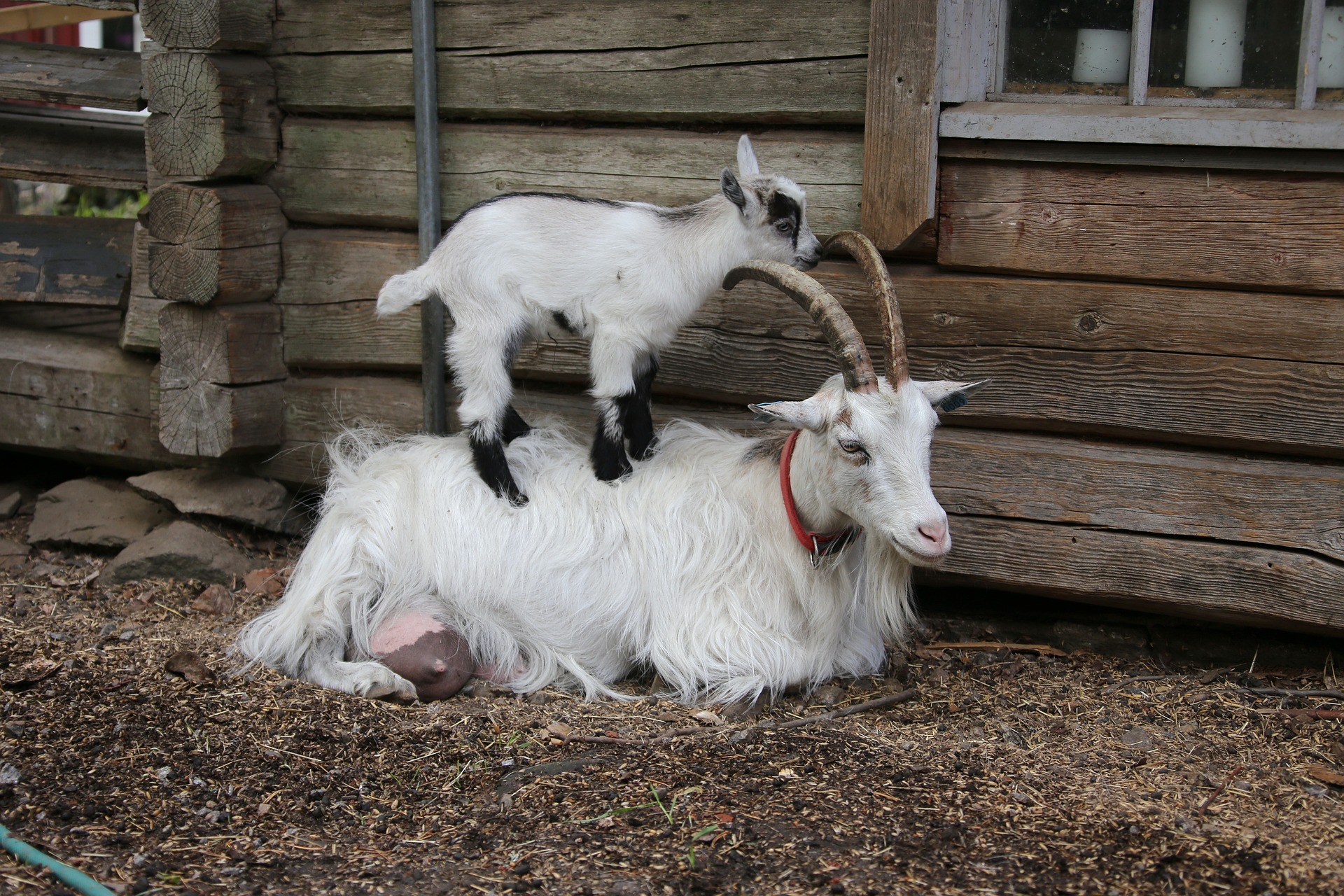 A nanny goat with huge udder is lying down, her weight against an olde wooden cabin. Atop her a kid (a baby goat) balances. The nanny goat seems unfazed, patient.