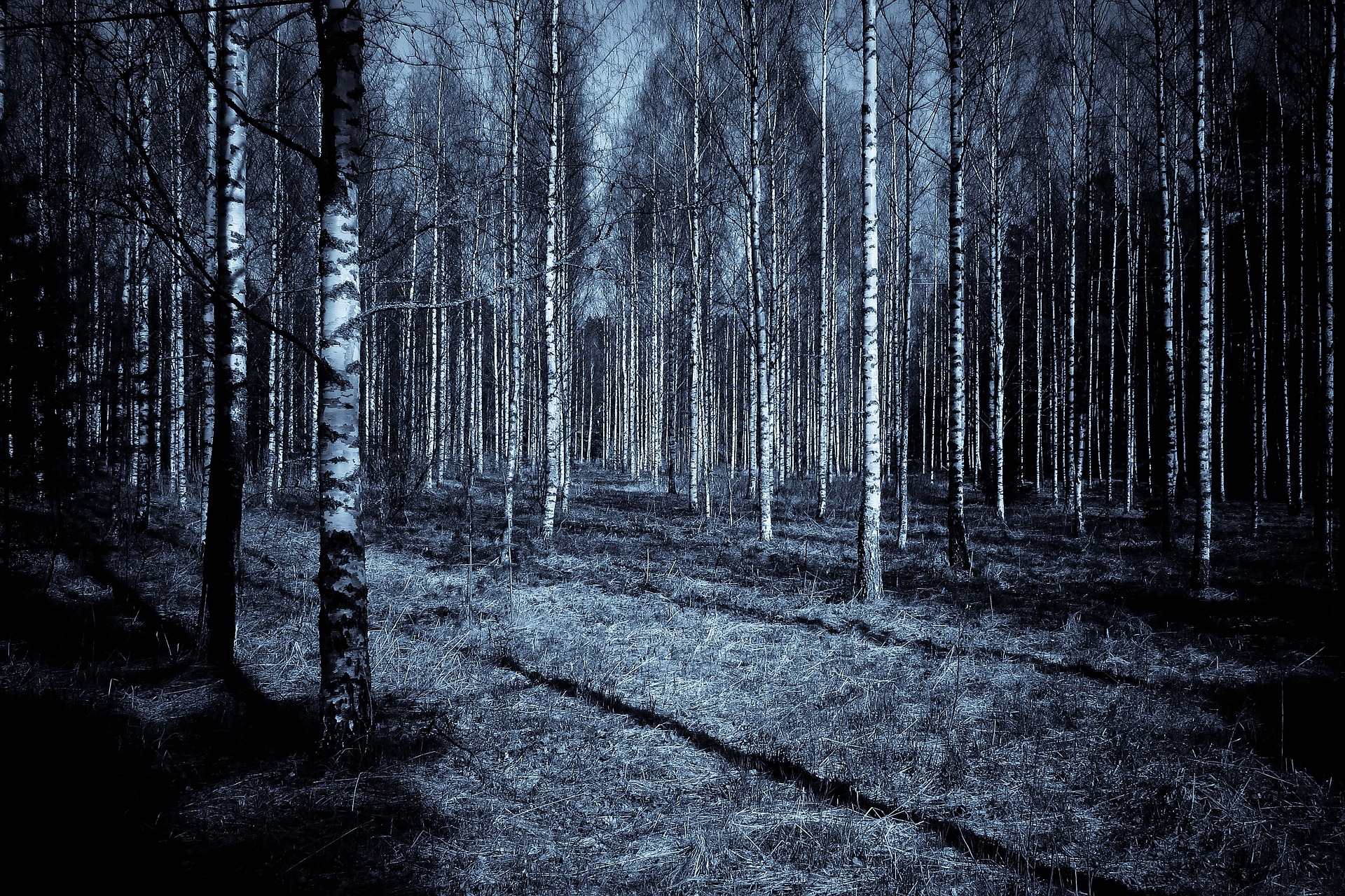A shadowy forest, in black-and-white, of many silver birch trees. It has an eerie feel.
