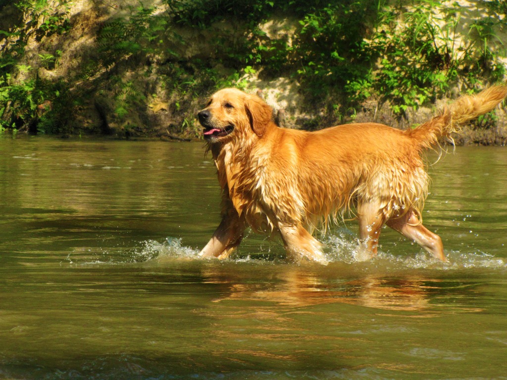 Golden Retriever dog