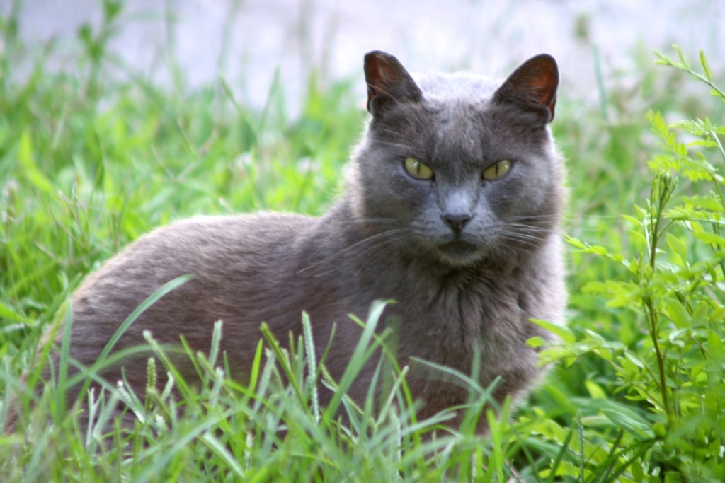 Irritated cat