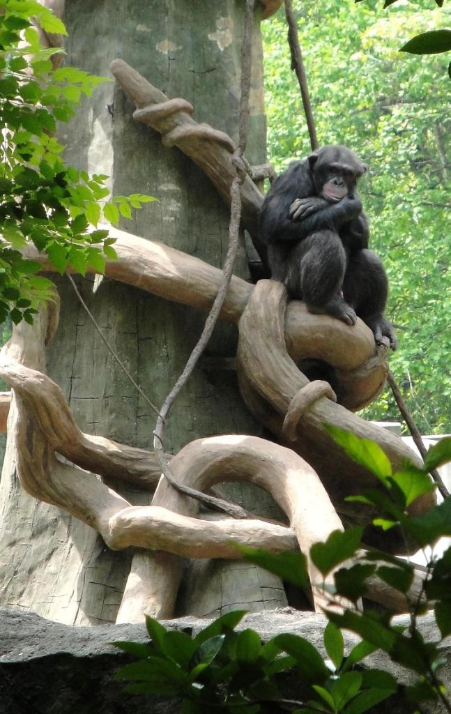 Bored Chimpanzee