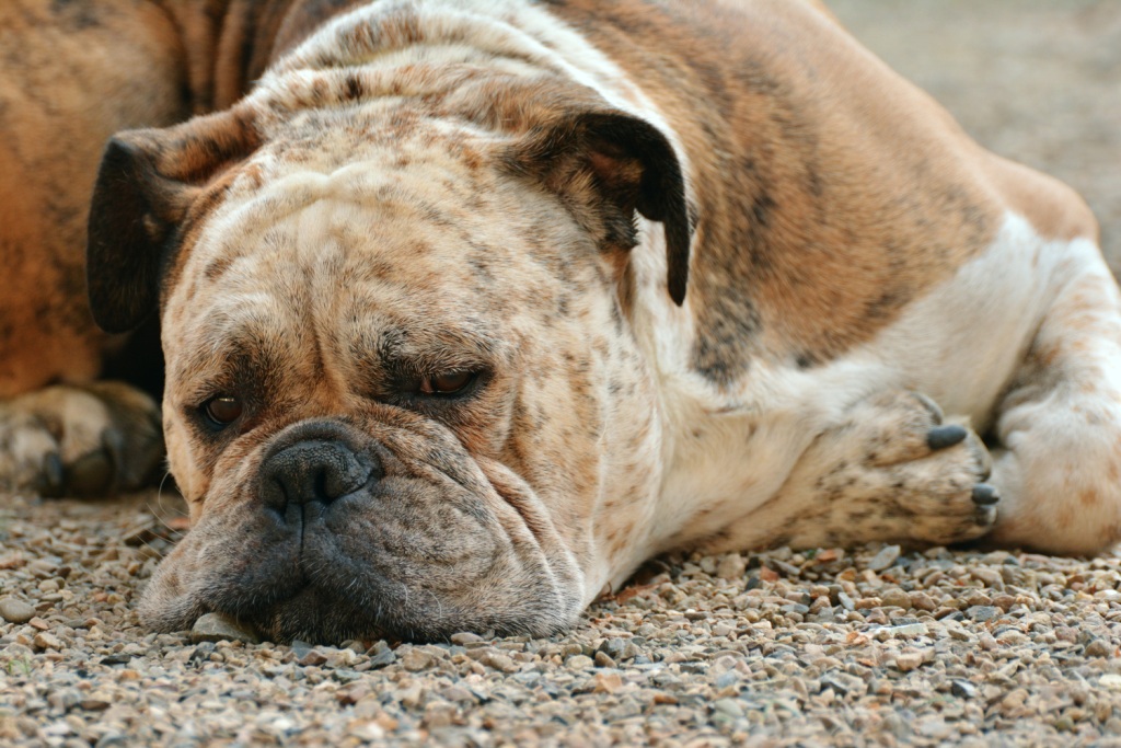 Procrastination Boxer Dog