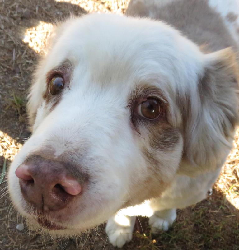 Remorseful dog