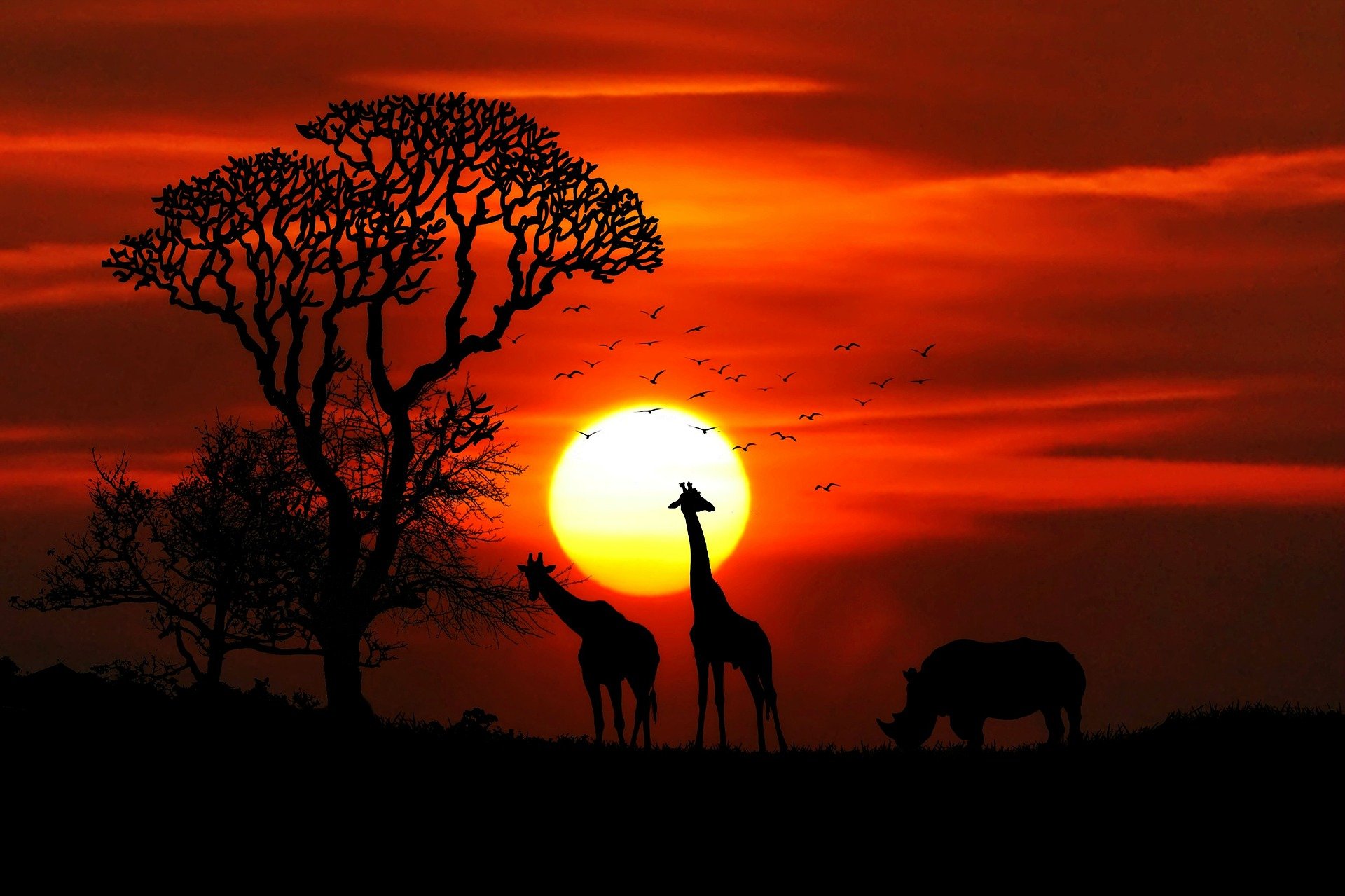 The sun is rising over a red African sky. In the foreground are silhouettes of giraffes, trees, birds, a rhinoceros.
