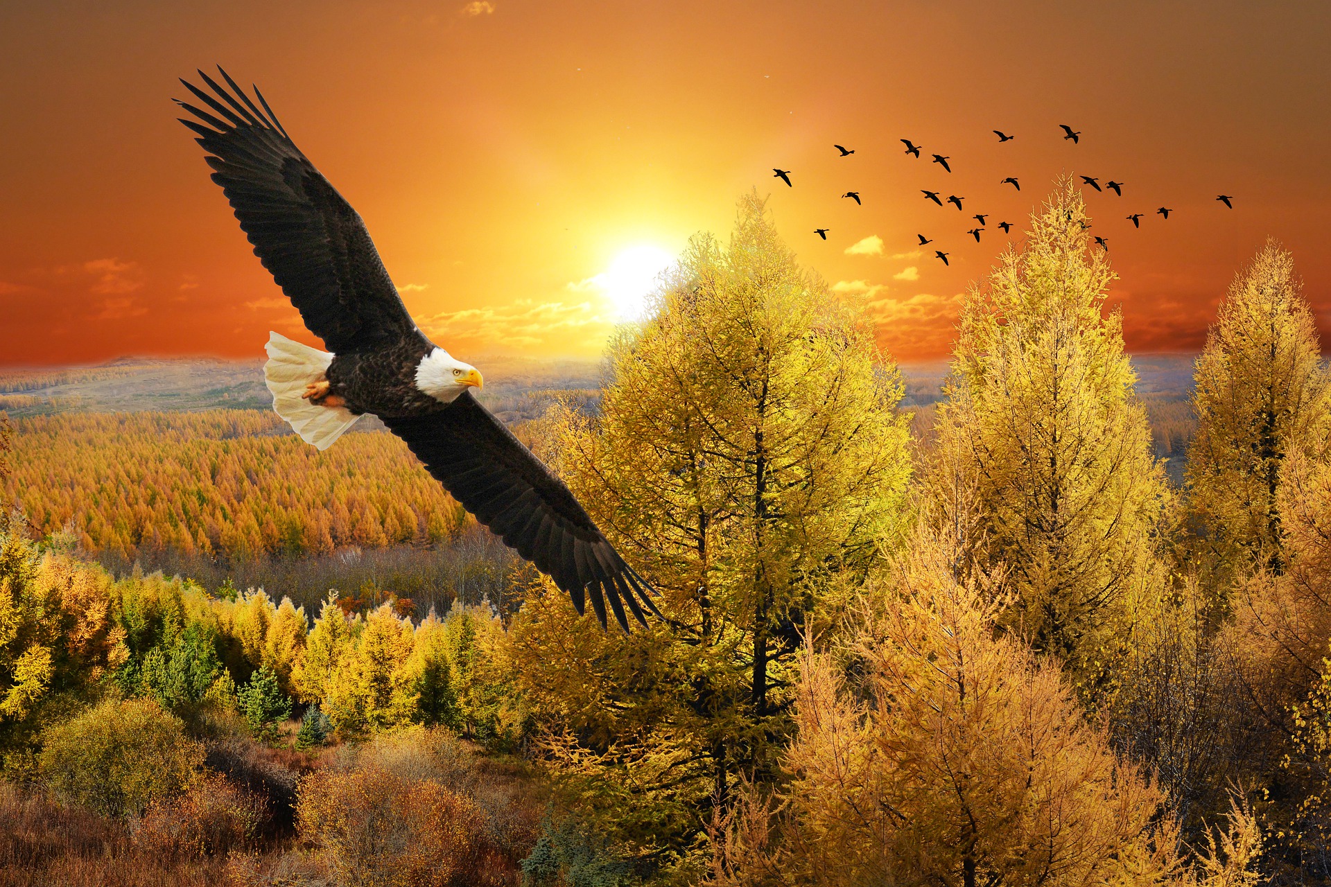 In the foreground, a bald eagle flies in the sky above a forest. In the background, the sun rises above some mountains and other birds are flying.
