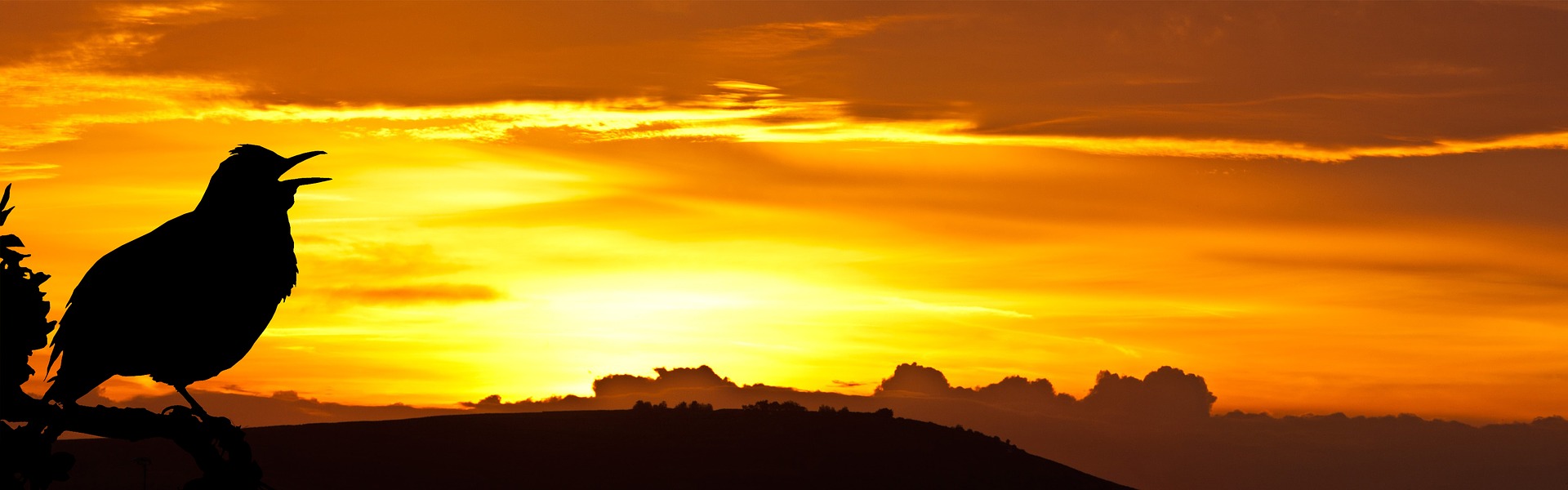 A bird is greeting the sunrise with a song. It is silhouetted on the left against the magnificent morning scene.