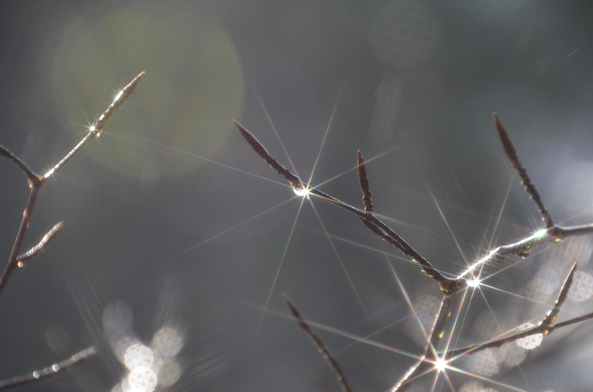 Many drops of dew on a plant's budding branches sparkle like diamonds