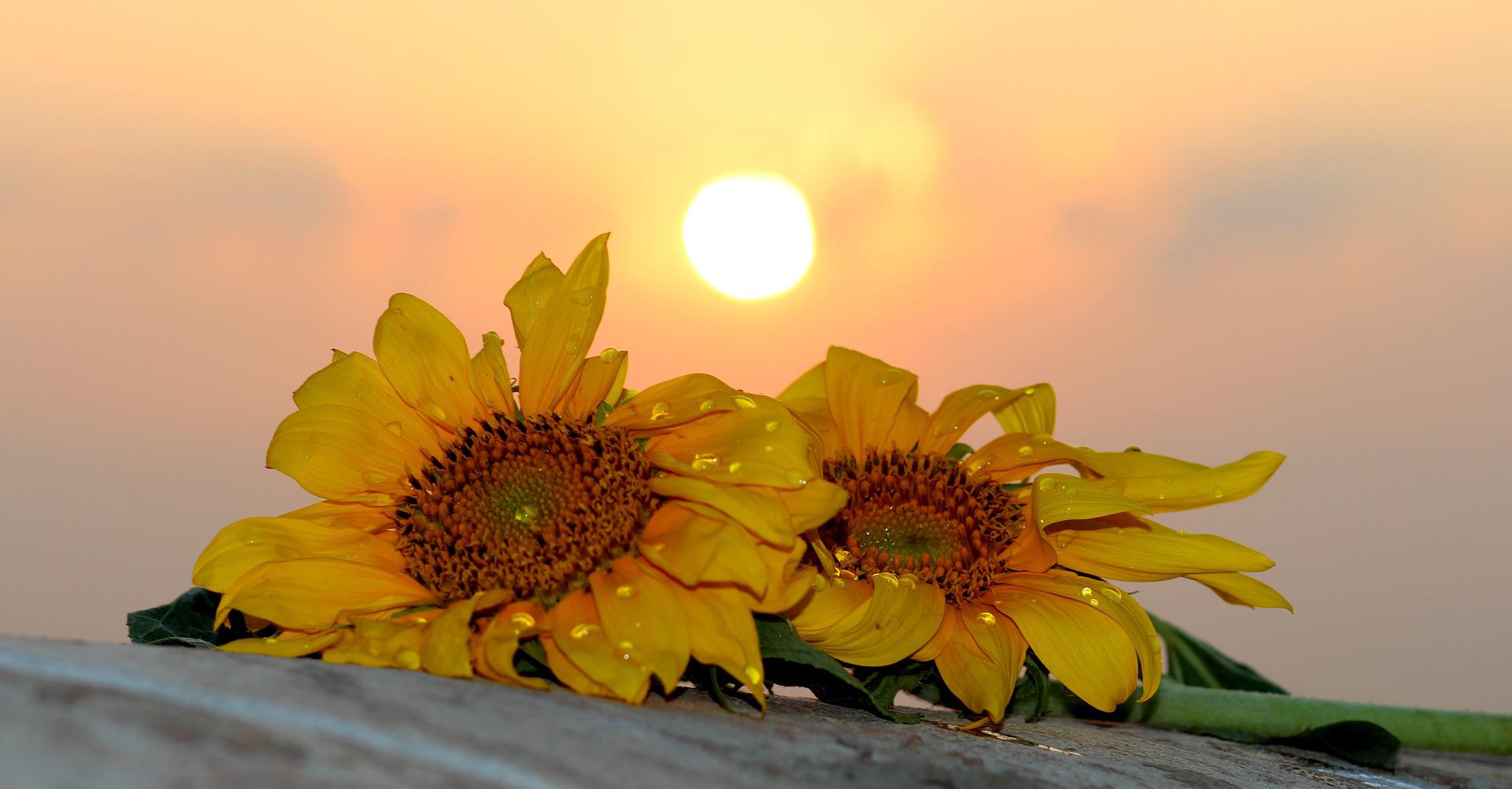 Two sunflowers lie on a wooden table. Drops of dew are visible on them. The rising sun is producing a beautiful glowing light. The three things form a harmonious triangle.