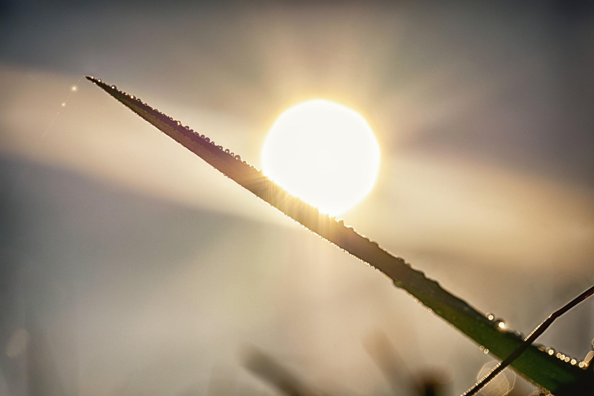 In focus and forefront is a blade of grass, crossing the image diagonally. The blade of grass has many drops of dew glistening on it. The soft, vitalising background sun permeates everything.