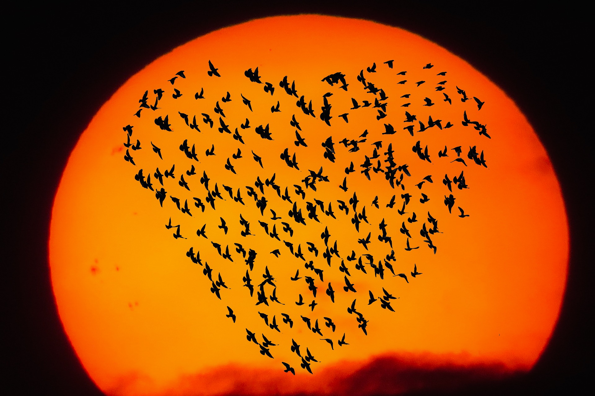 A massive orange sun almost fills the whole image. Across its face flies a flock of birds in a heart formation.