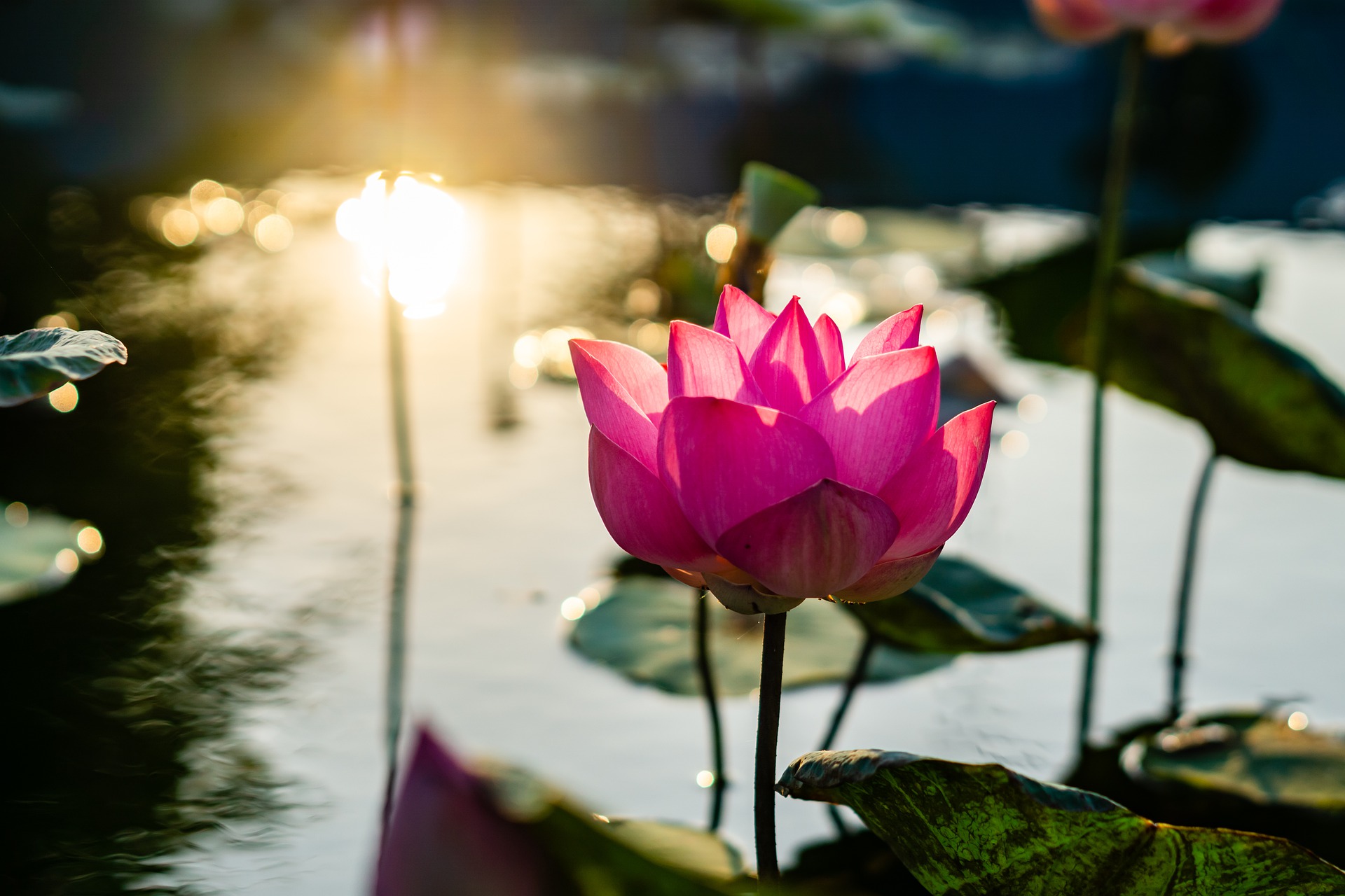 A lotus pond at dawn. One beautiful magenta-coloured lotus flower in the foreground opening. The rising sun is reflected on the pond to the rear.