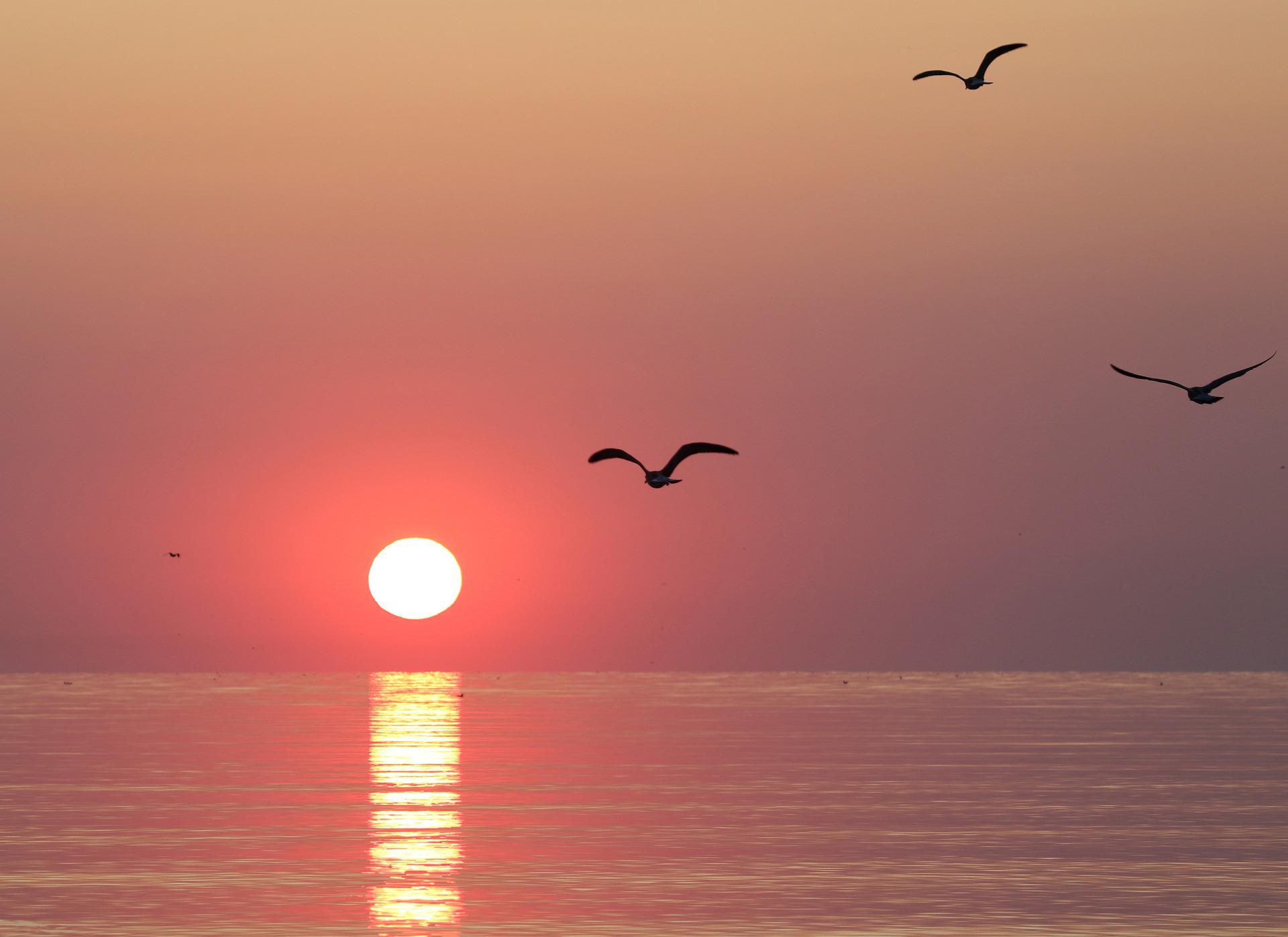 A quiet scene as the powerful sun rises on the ocean's horizon. A few seagulls are flying around.
