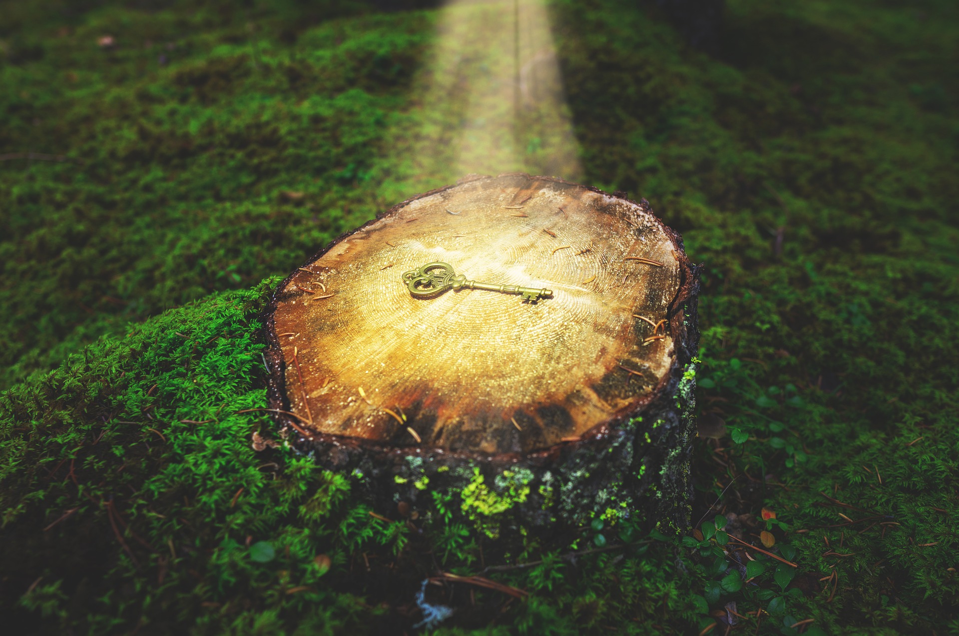 On a luscious green forest floor, a tree stump is illuminated by the sun's rays. In the centre of the circular illuminated stump lies a golden key.