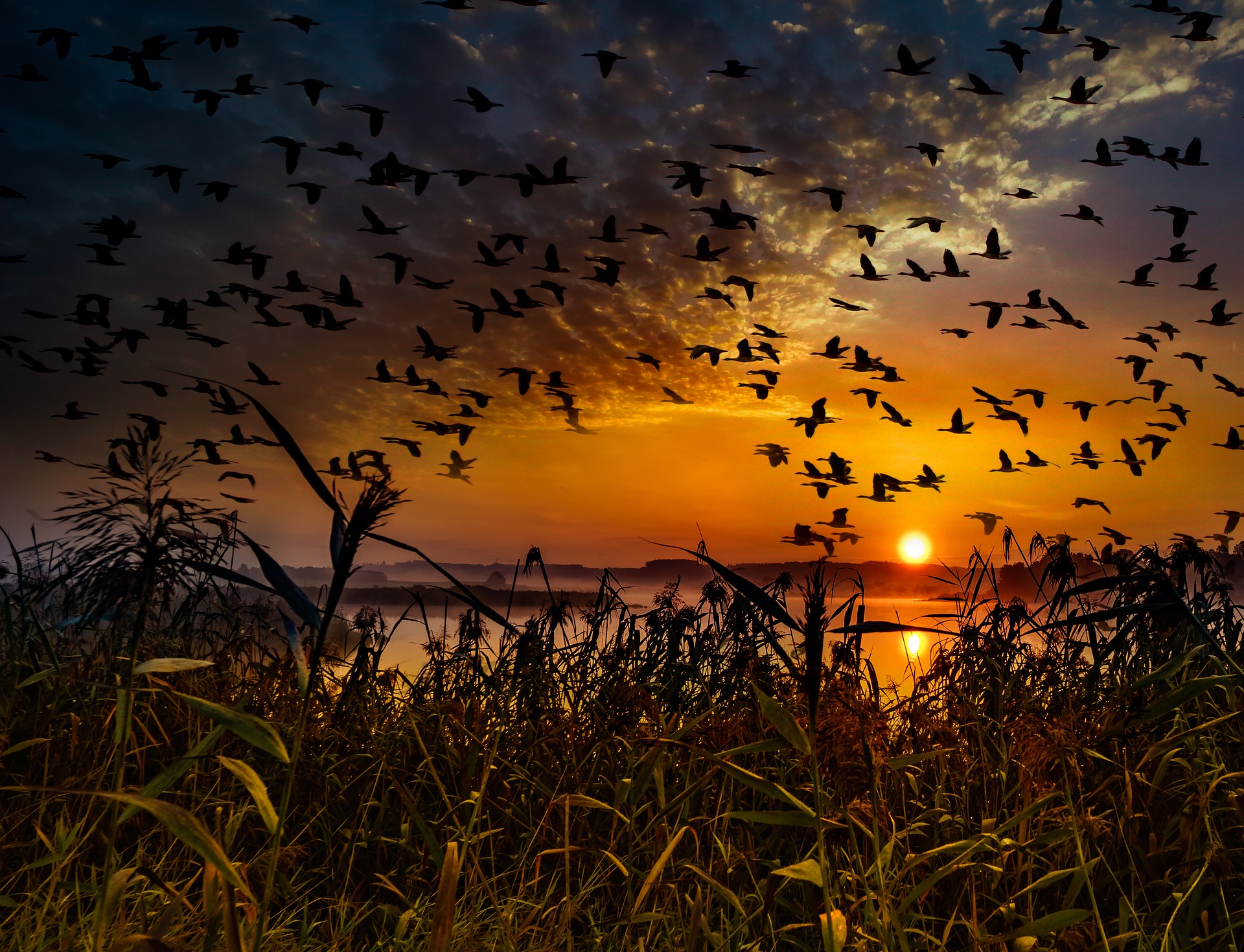 On the horizon, the sun rises. In the foreground, long grasses. In the mid-ground, silhouettes of many large birds are flying across a lake, under majestic clouds.