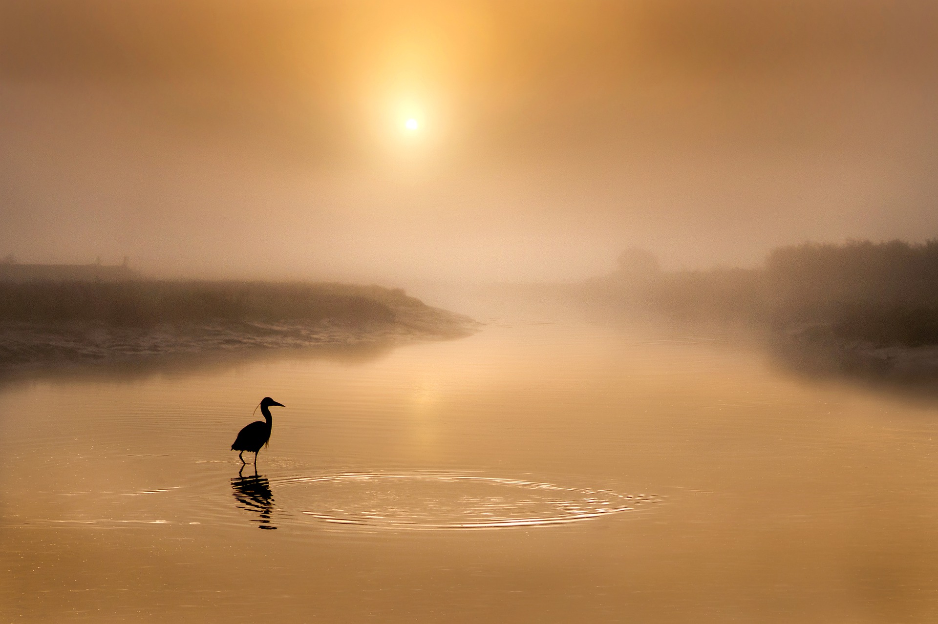 Under a soft, glorious sun, we see a sole grey heron wading across a wetland. As it wades, it creates ripples in the shape of a round mirror.