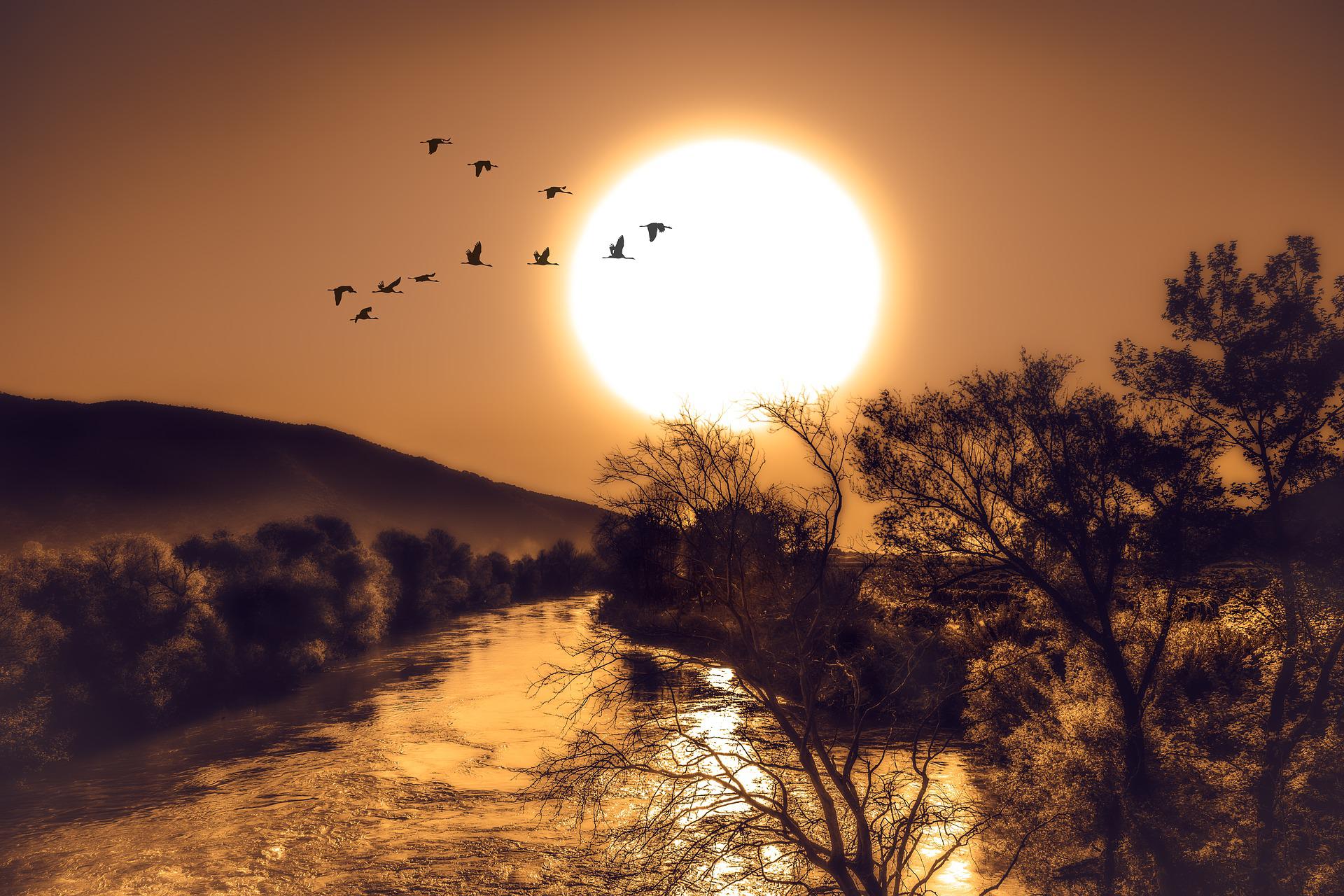 A soft yet brilliant large sun is rising above a river and some trees, whilst birds fly across in a V shape