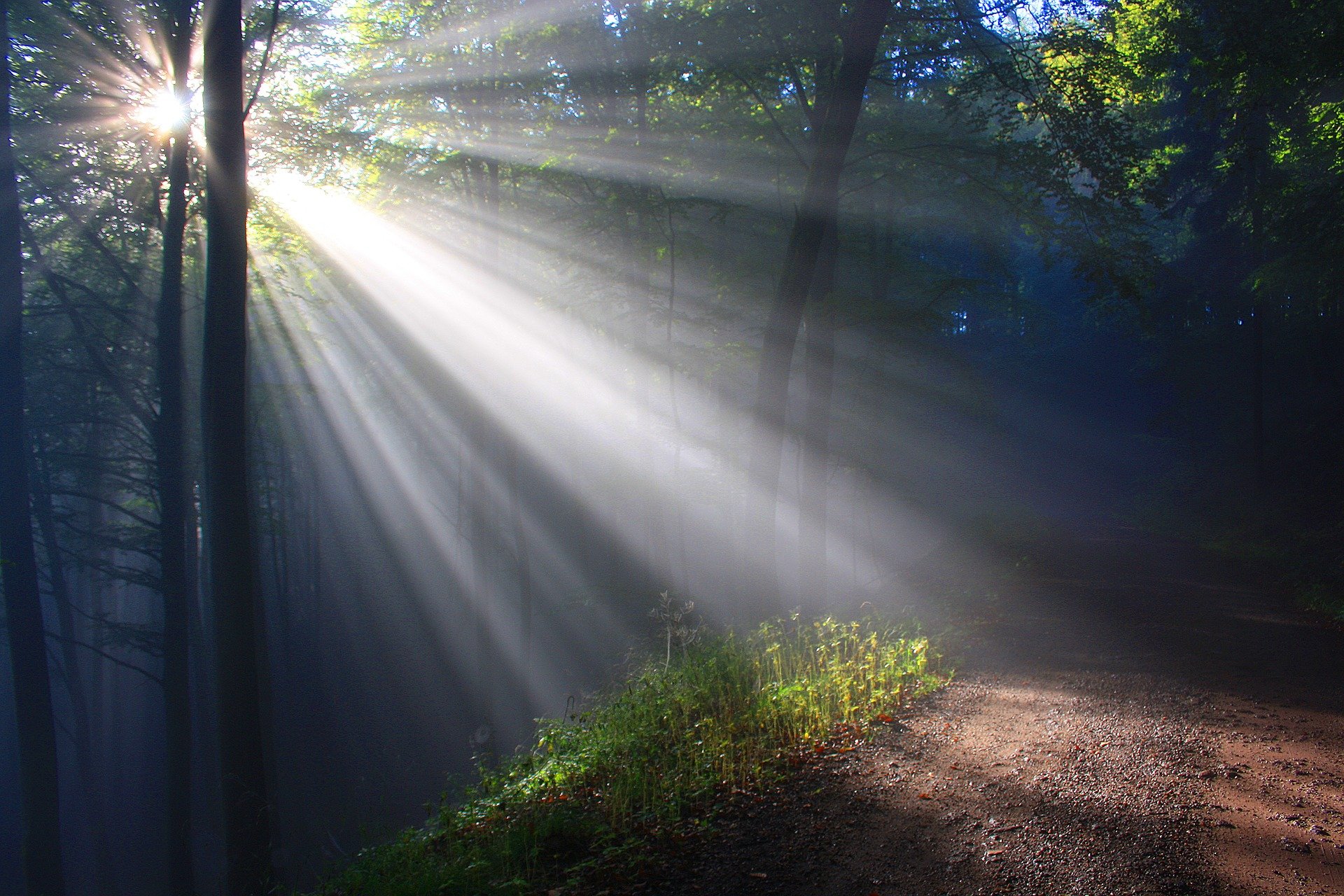 Many brilliant sunbeams filter through a forest onto an upward path