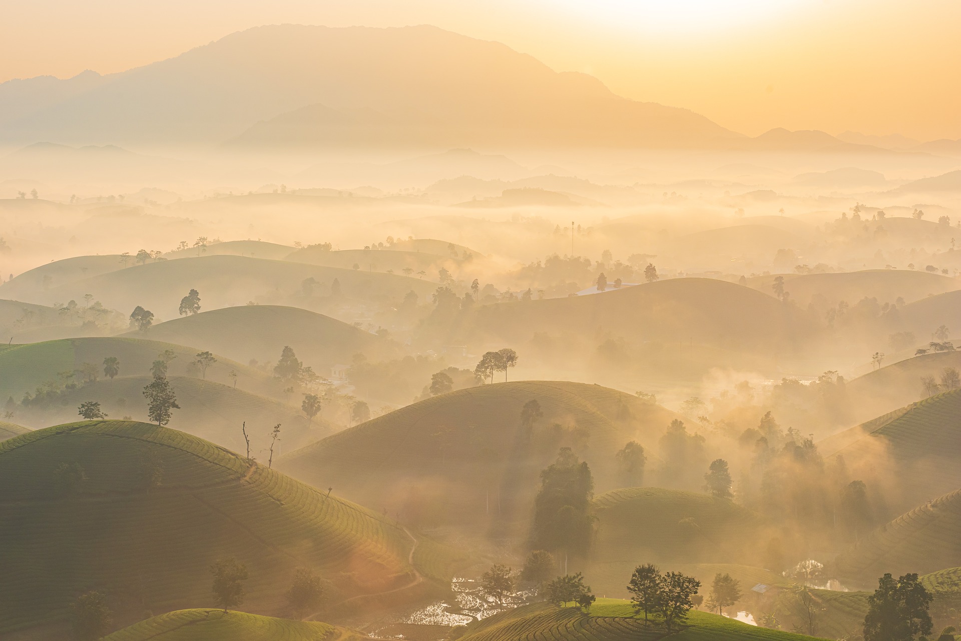A sunrise somewhere in the world. It looks to be a tea plantation.