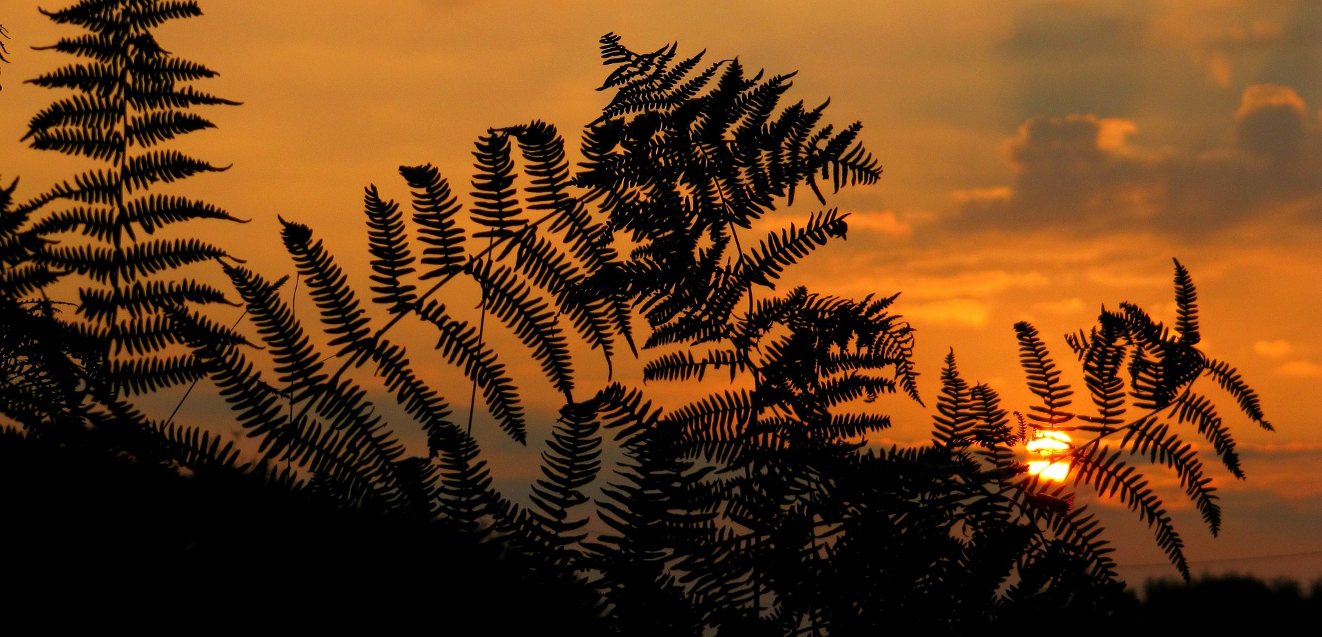 A sunrise somewhere in the world. The sunrise is seen through very bold fern silhouettes.
