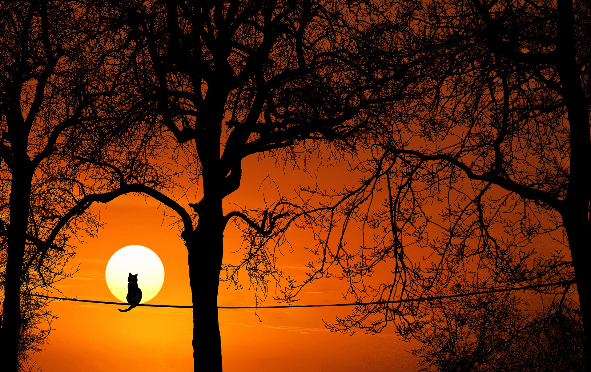 It is sunrise or sunset. A cat is perched on a tree's branch. The tree and cat are in silhouette against the splendour of the sun. Other trees are nearby. Everything seems to be marvelling at the sun.